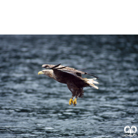 گونه عقاب دریایی دم سفید White tailed Eagle